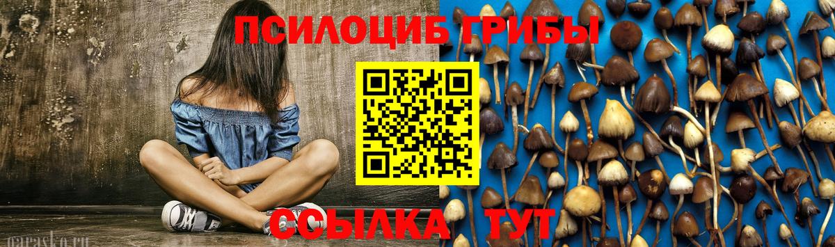 Тайшет  Псилоцибиновые грибы ЛСД  Псилоцибиновые грибы мухоморы  как найти закладки  Вход с VPN 